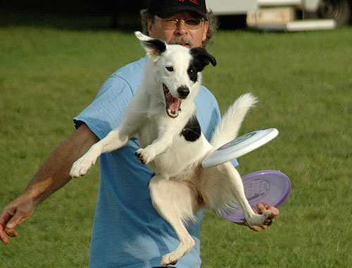 Flying Dog ~ Image 2