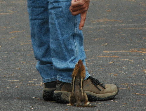 Hungry Chipmunk ~ Image 3