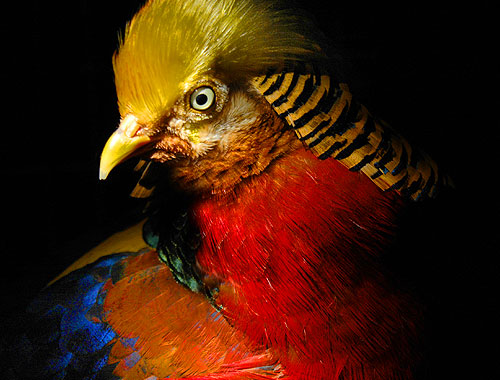 Red Golden Pheasant ~ Image 7